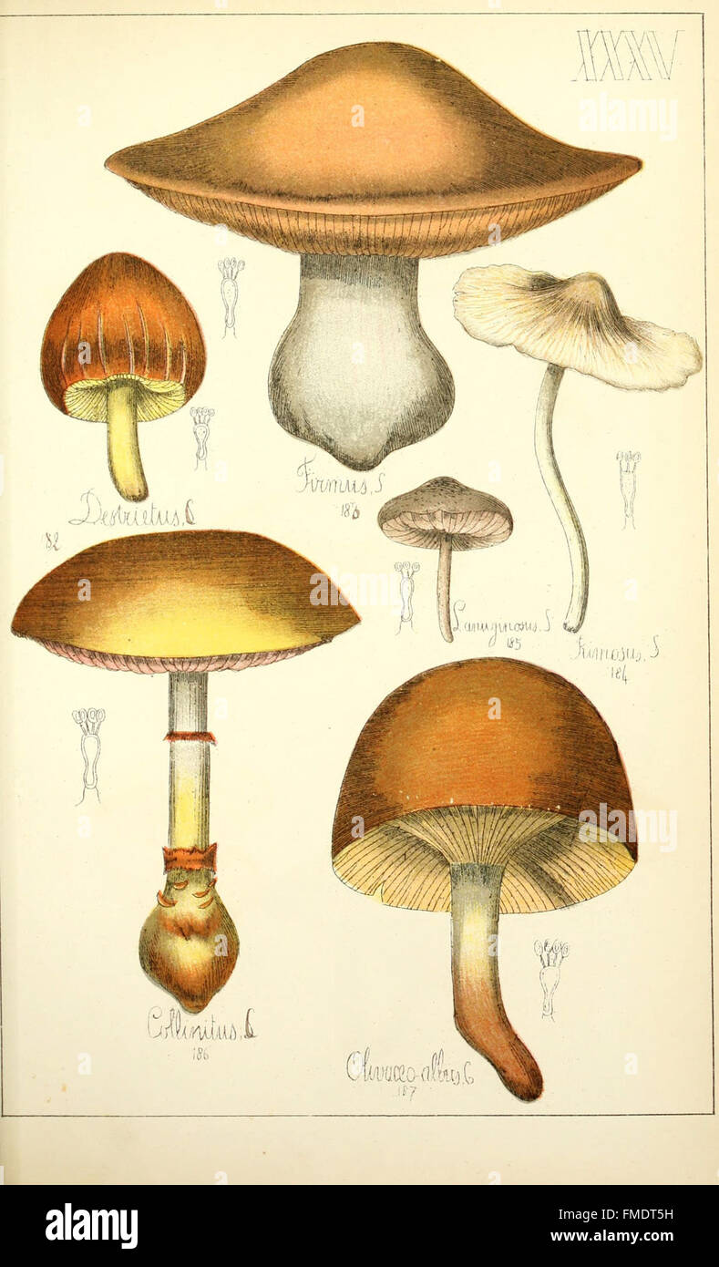 Guide des champignons de France et d'Europe - Régis Courtecuisse