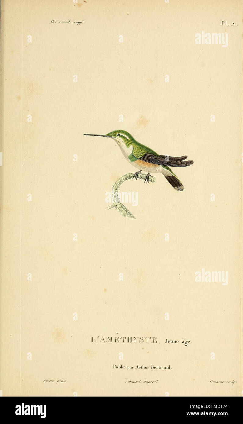 'Histoire naturelle des colibris' (Natural History of Hummingbirds) is ...