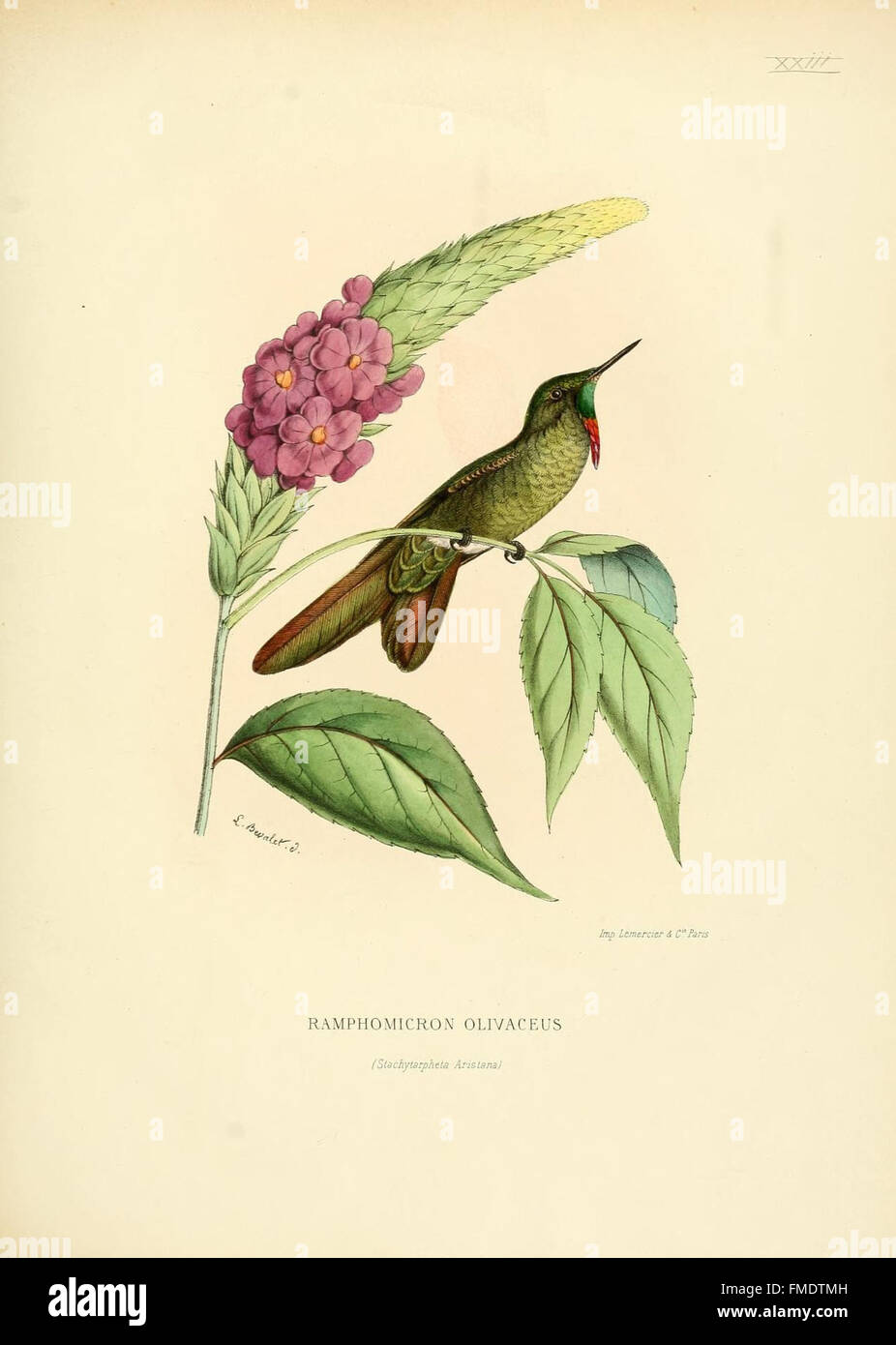 Hummingbird anatomy hi-res stock photography and images - Alamy, image size:926x1390