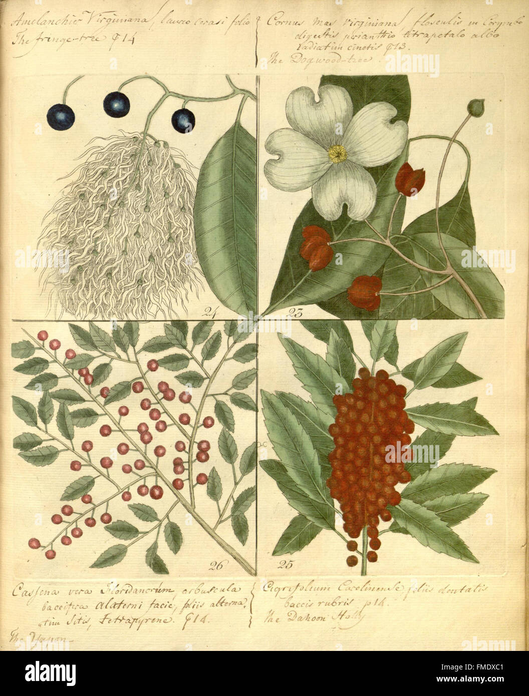 Hortus Europae americanus, or, A collection of 85 curious trees and shrubs (Plate) Stock Photo