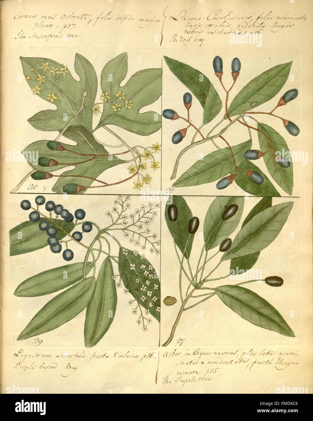 Hortus Europae americanus, or, A collection of 85 curious trees and shrubs (Plate) Stock Photo