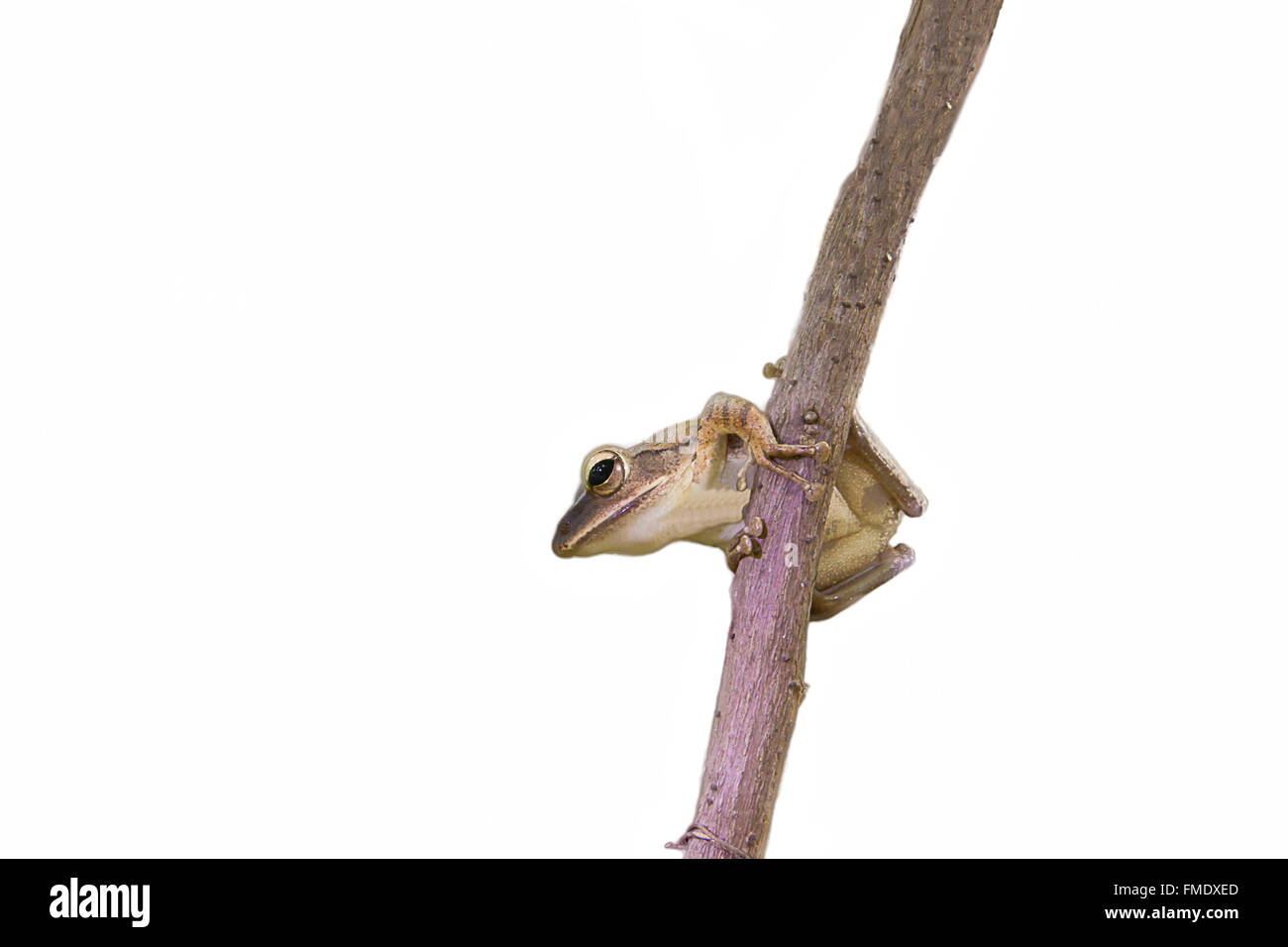 Golden flying frog Cut Out Stock Images & Pictures Alamy