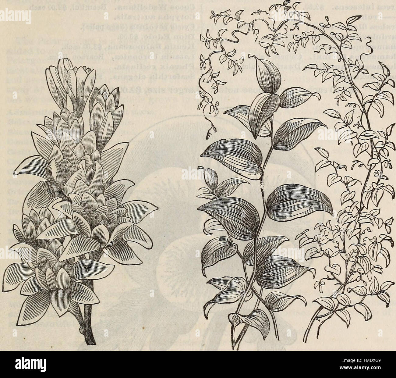 New illustrated catalogue hires stock photography and images Alamy