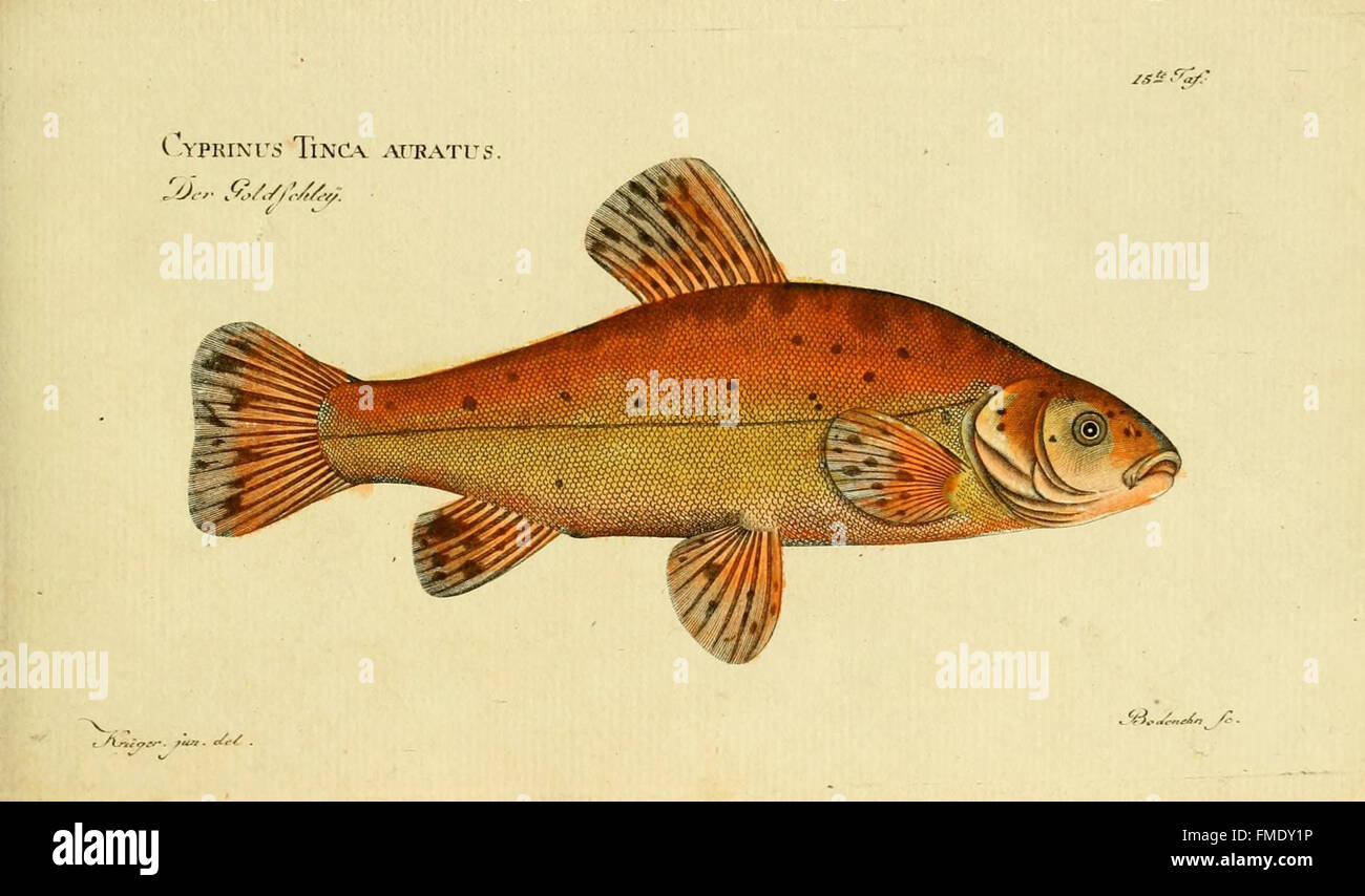 Plate 15 from 'Ichthyologie' presents various species of fish, with ...