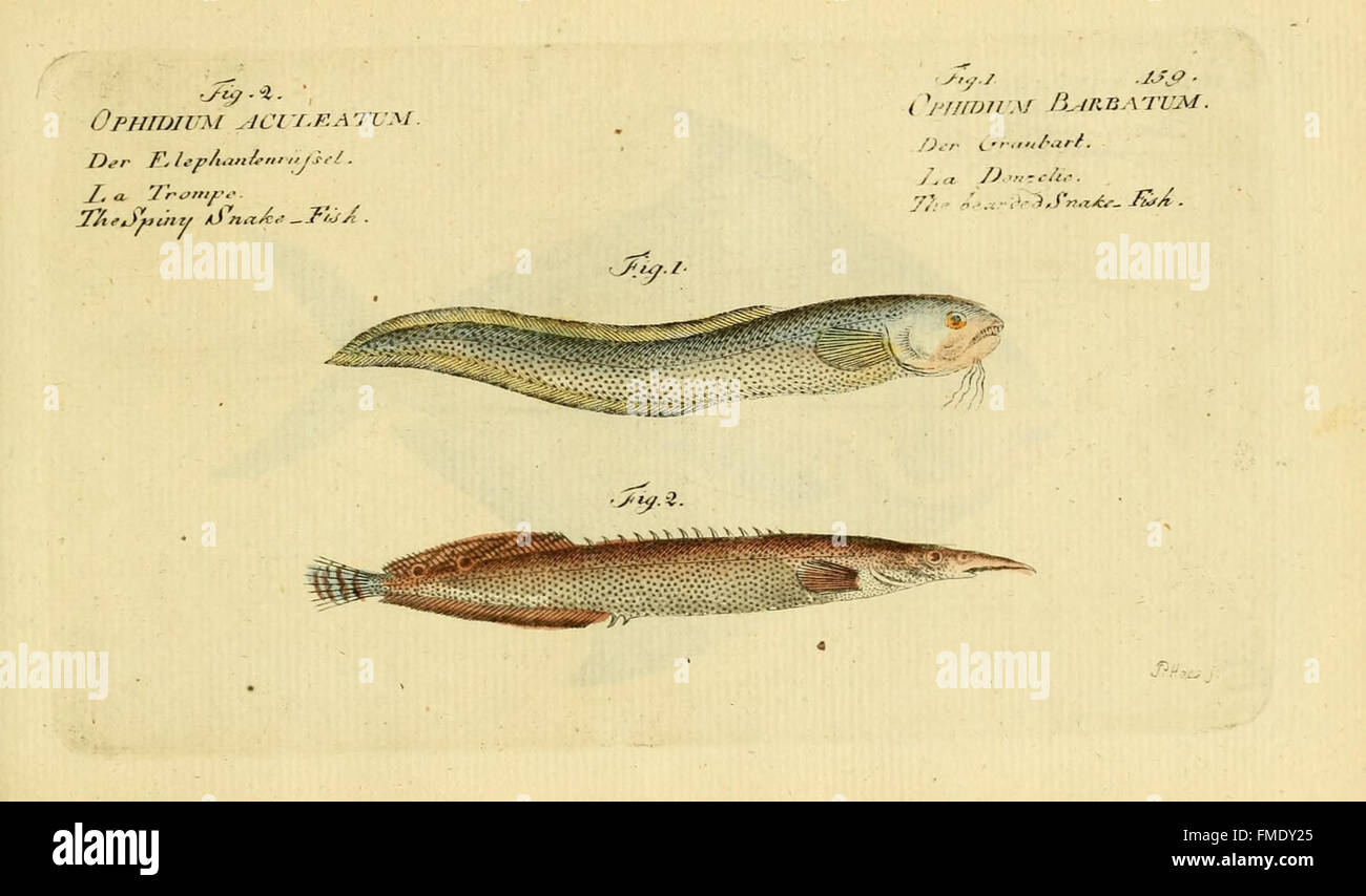 This illustration from 'Ichthyologie' provides a natural history ...