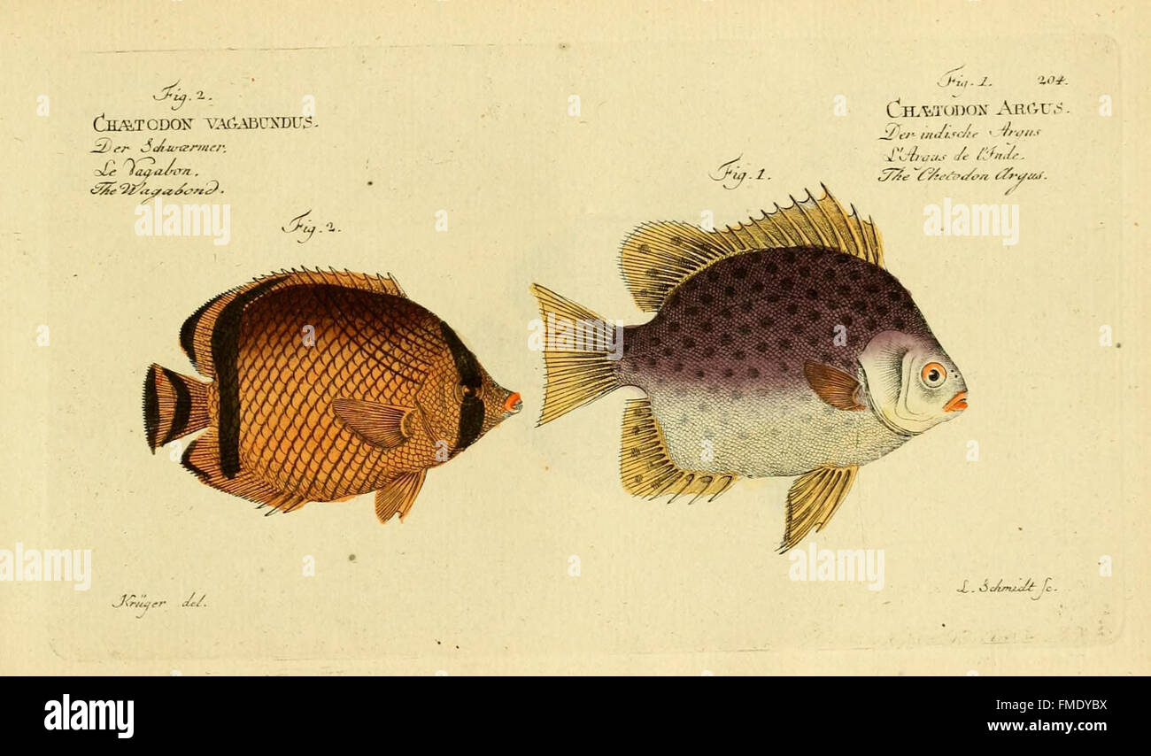 'Ichthyologie' (Plate 204) is a detailed study of fish species ...