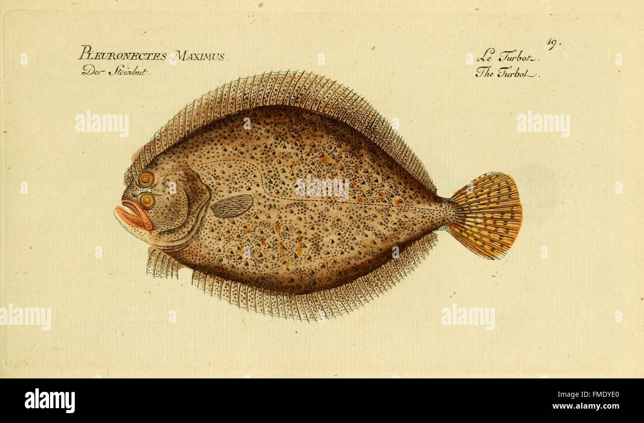 This plate from *Ichthyologie* illustrates various species of fish ...