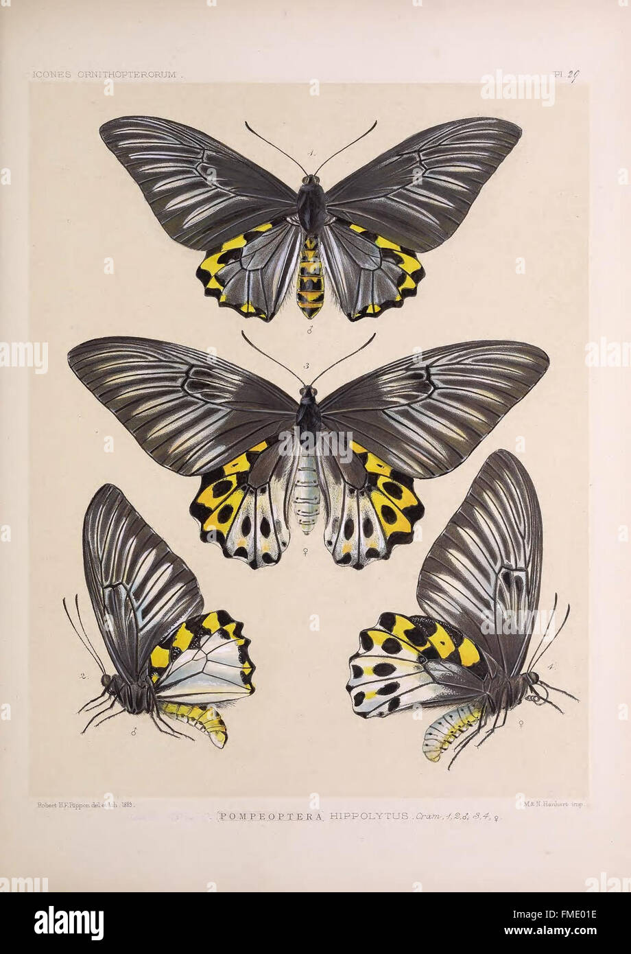A detailed illustration from 'Icones ornithopterorum,' featuring ...