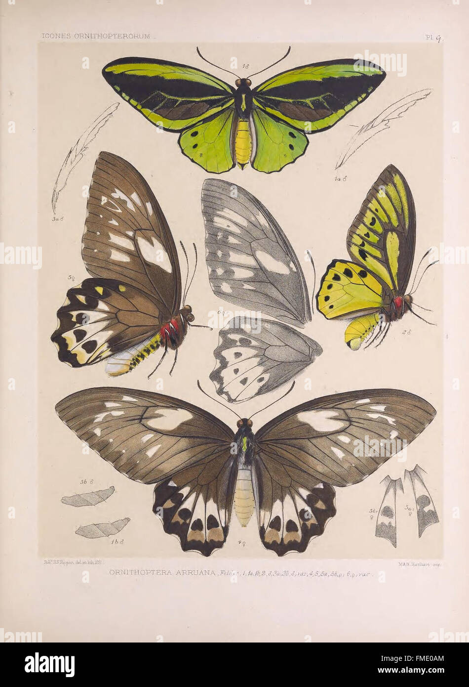 Agile insects hi-res stock photography and images - Alamy