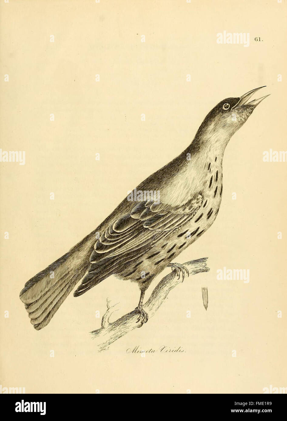 Plate 61 from 'Illustrations of Ornithology' features detailed ...