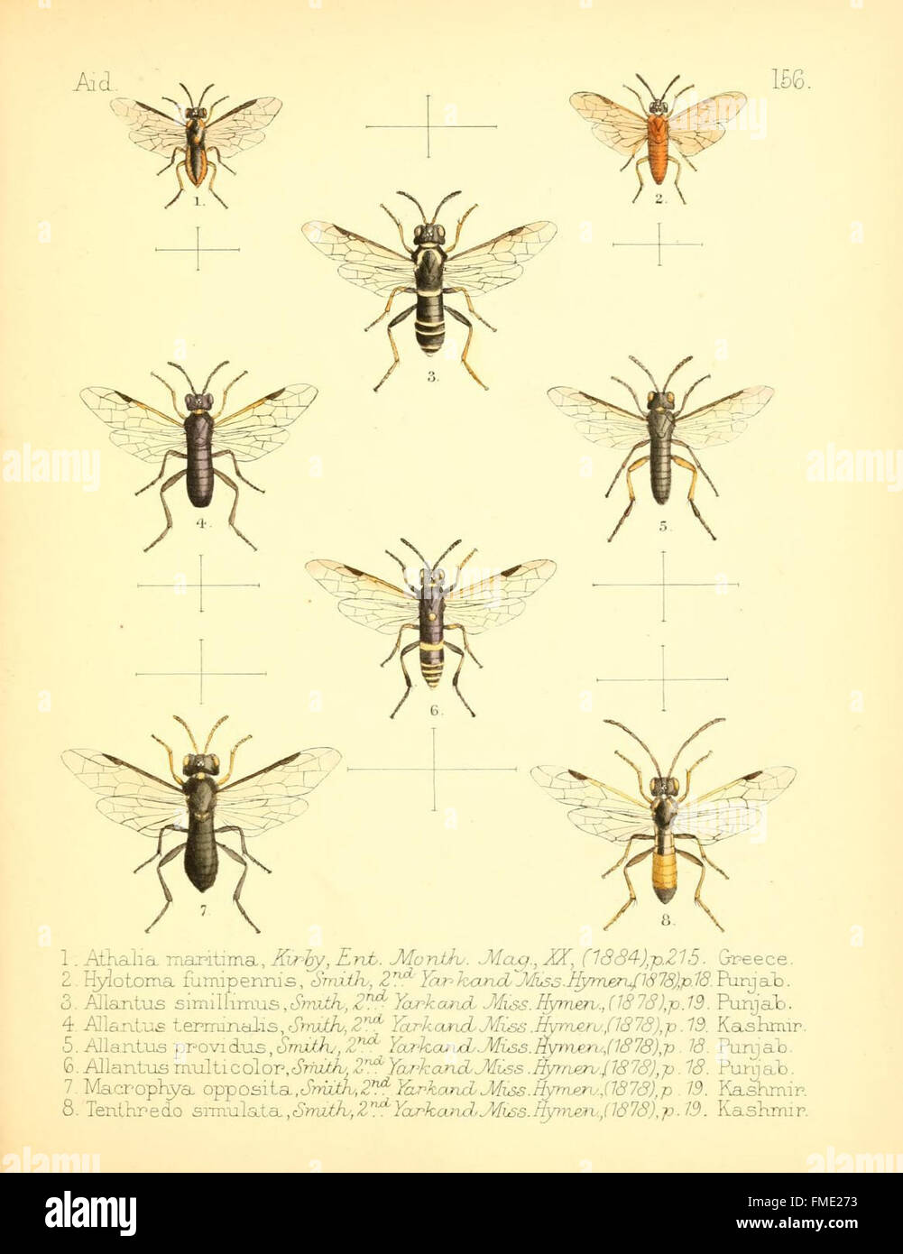 Series of detailed illustrations of various species of insects hi-res ...