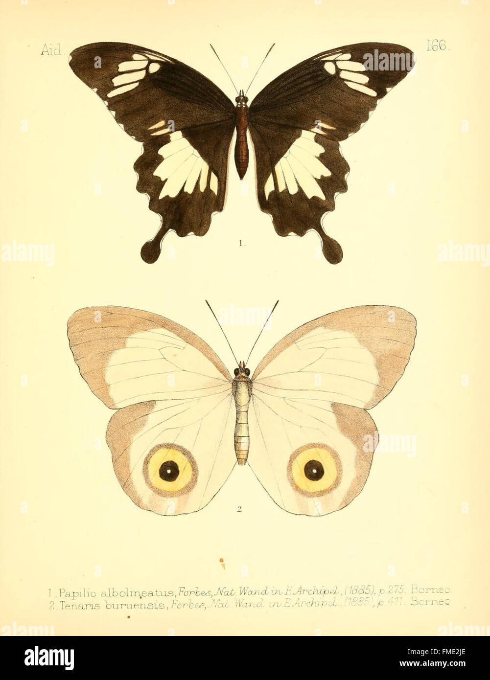 This plate provides visual aids for the identification of various ...