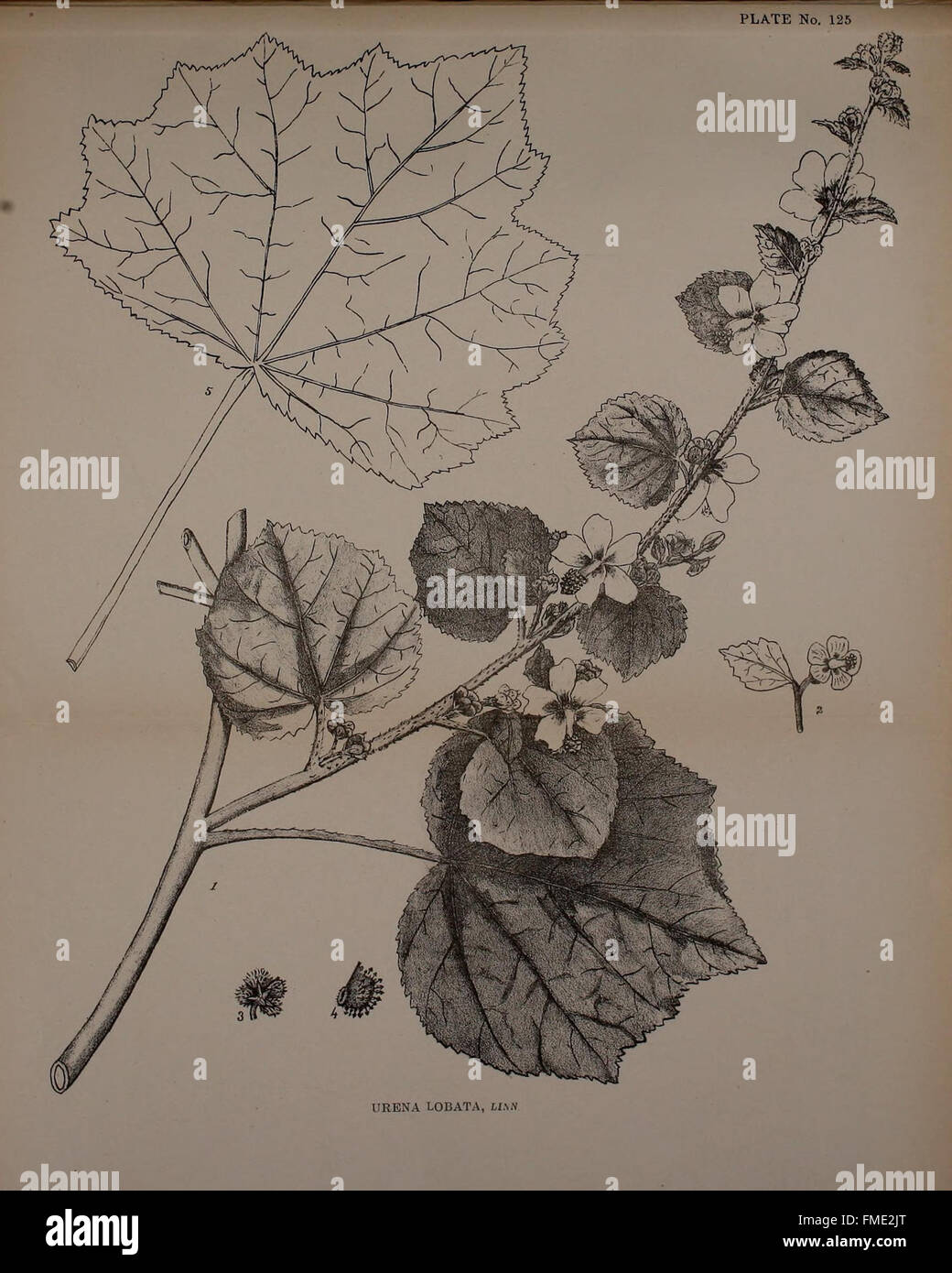 Indian medicinal plants (Plate 125 Stock Photo - Alamy