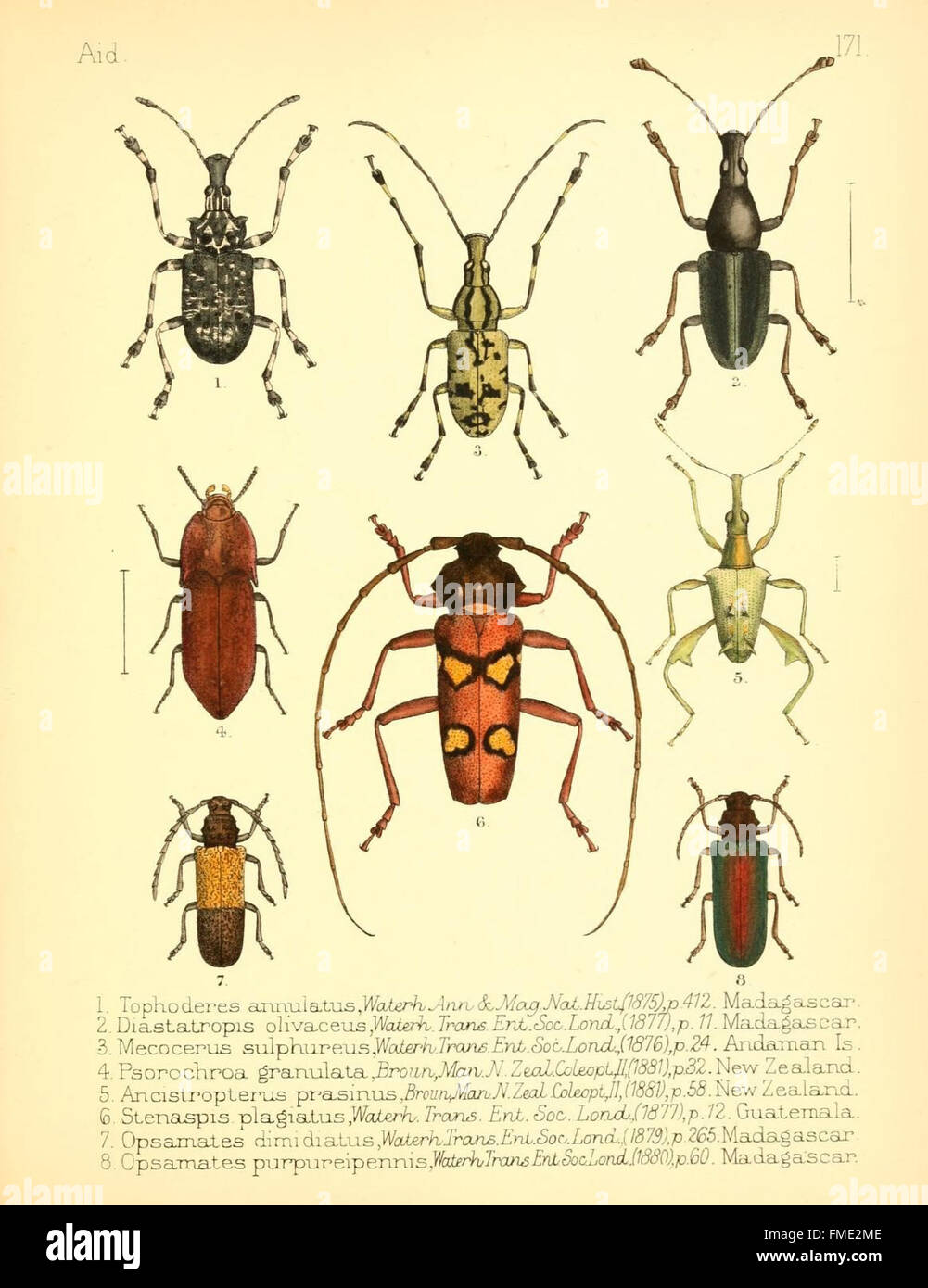 How To Identify Insects Plate 171 from 'Aid to the Identification of Insects' provides ...