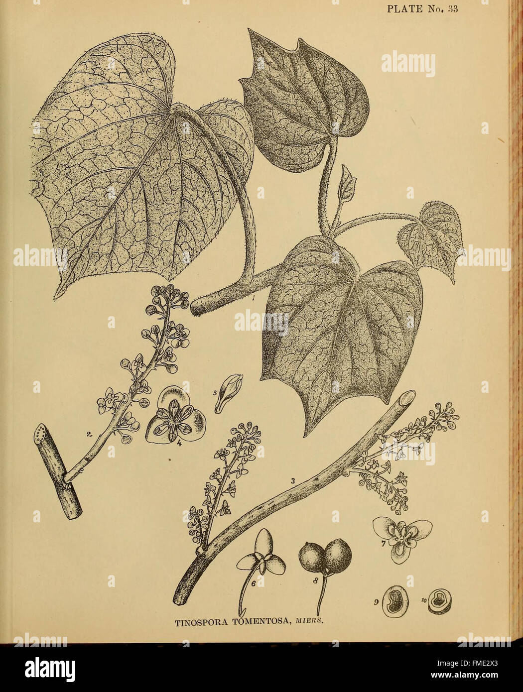 Indian medicinal plants (Plate 34 Stock Photo - Alamy
