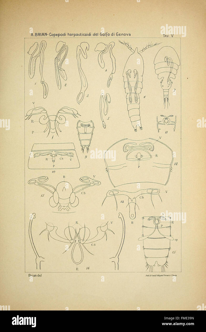 I copepodi harpacticoidi del golfo di Genova (Tav. V) Stock Photo