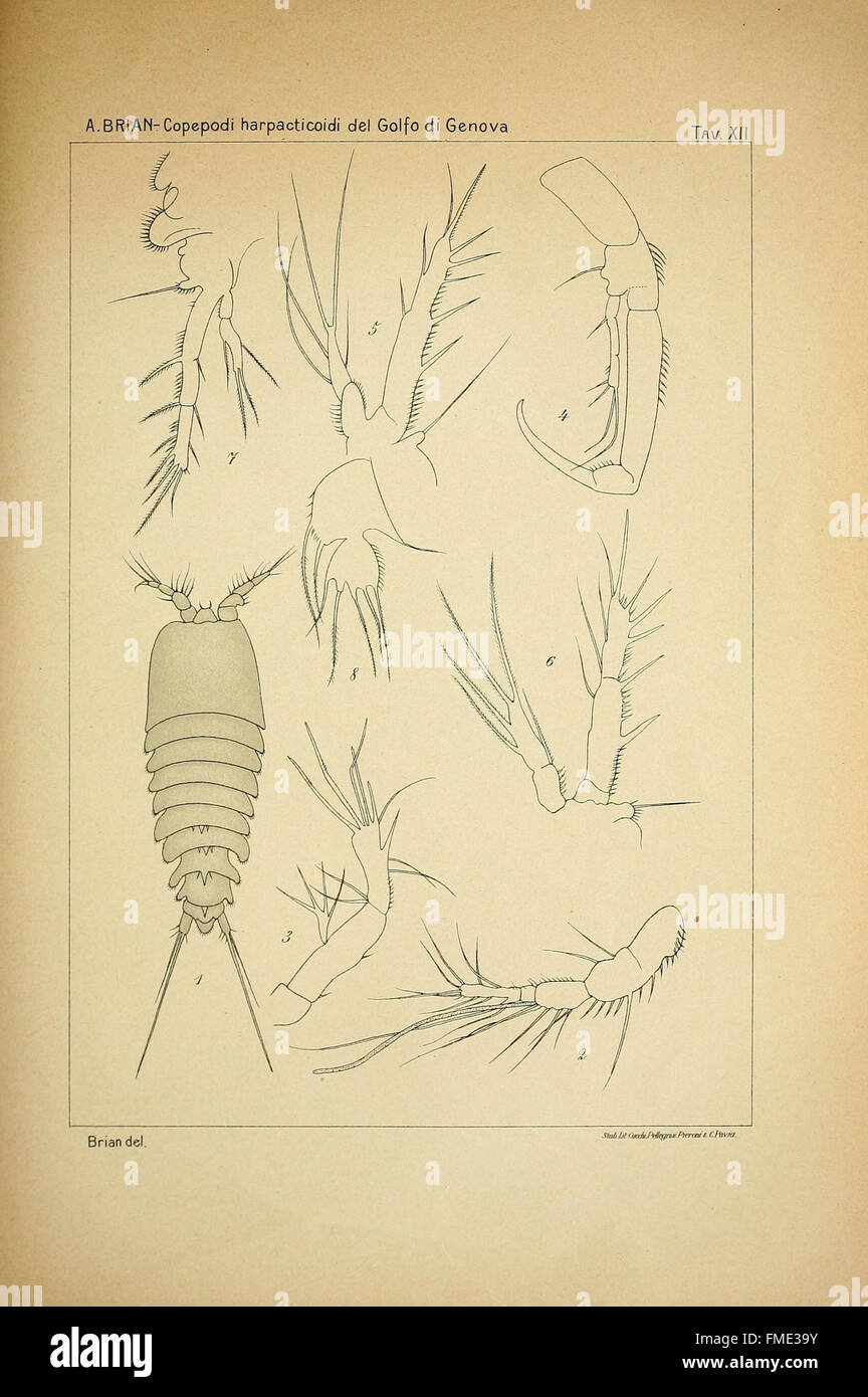 I copepodi harpacticoidi del golfo di Genova (Tav. XII) Stock Photo
