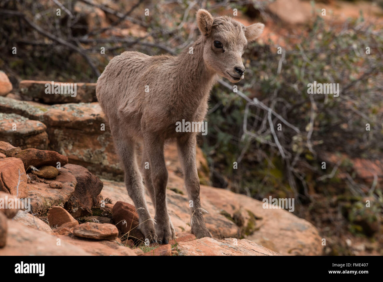 Desert bighorn sheep lamb, Zion National Park, Utah Stock Photo