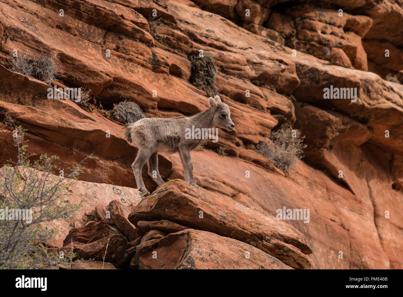 Desert bighorn sheep lamb, Zion National Park, Utah Stock Photo Alamy