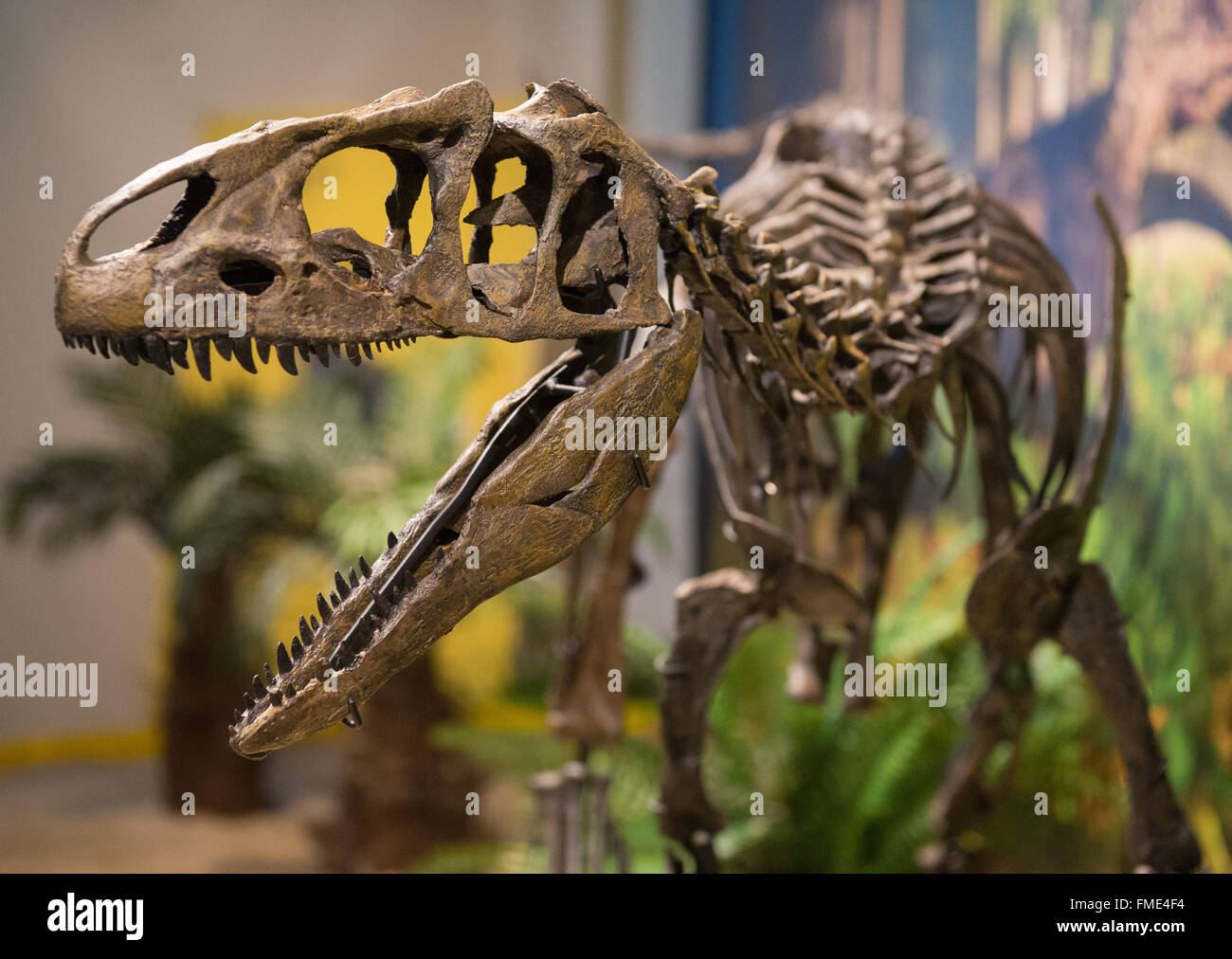 Bayreuth, Germany. 11th Mar, 2016. The skeleton of a Allosaurus baby  dinosaur, photographed at the primeval museum in Bayreuth, Germany, 11  March 2016. The 150 million year old skeleton pieces were found