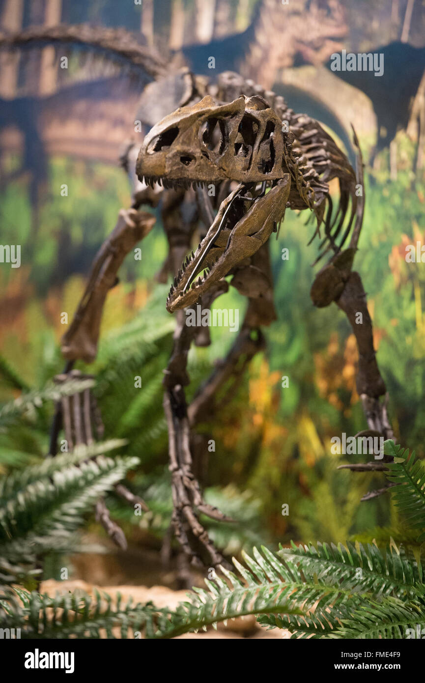Bayreuth, Germany. 11th Mar, 2016. The skeleton of a Allosaurus baby  dinosaur, photographed at the primeval museum in Bayreuth, Germany, 11  March 2016. The 150 million year old skeleton pieces were found
