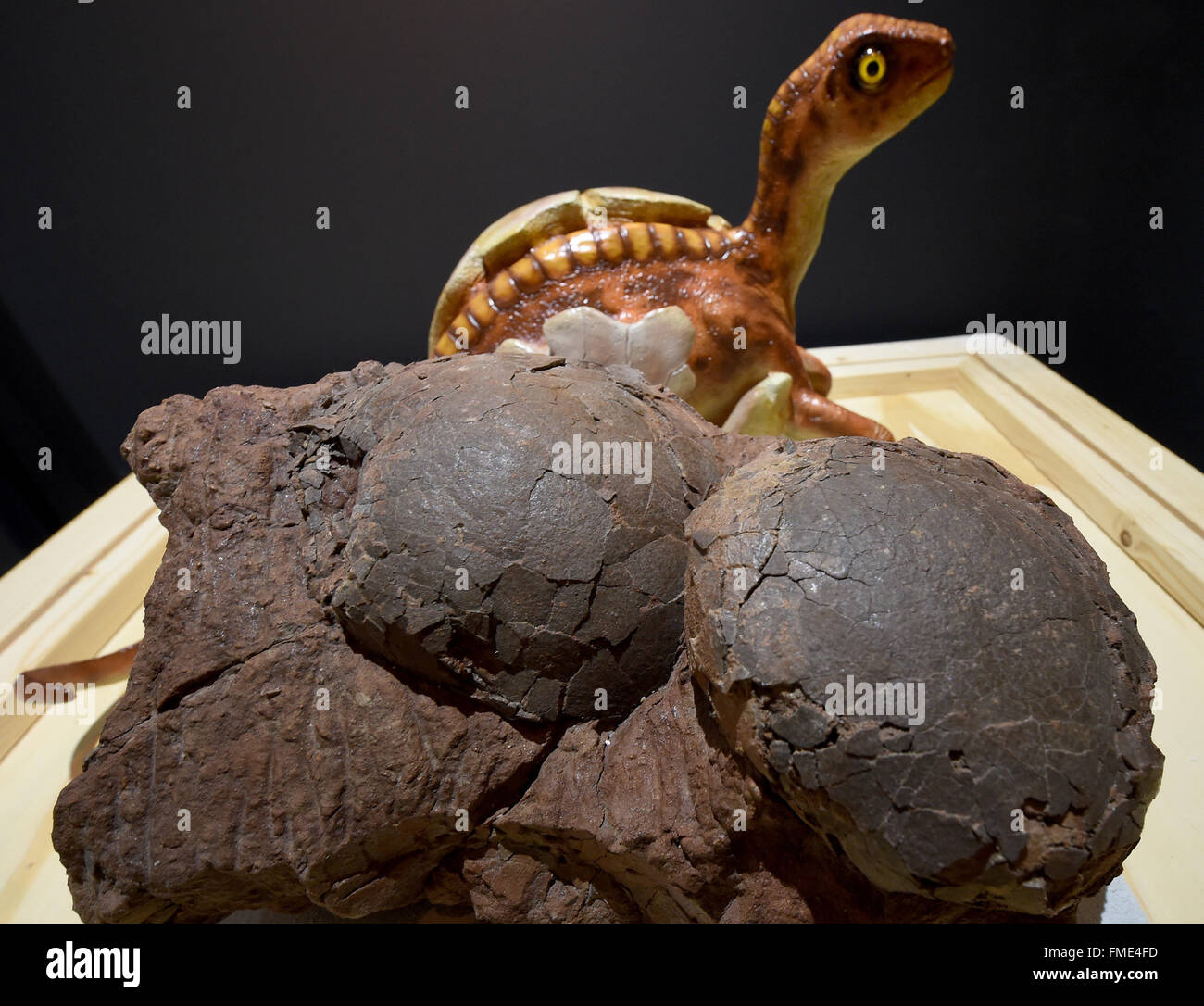 Hanover, Germany. 4th Mar, 2016. Two original fossilised eggs of a Titanosaurus (72 to 66 million years ago) found in France and Spain are being presented at a new exhibition at Dinosaur Park Muenchehagen near Hanover, Germany, 4 March 2016. This lab situation is said to explain to visitors that cloning dinosaurs is not possible. The show opens on 12 March 2016. Photo: Holger Hollemann/dpa/Alamy Live News Stock Photo