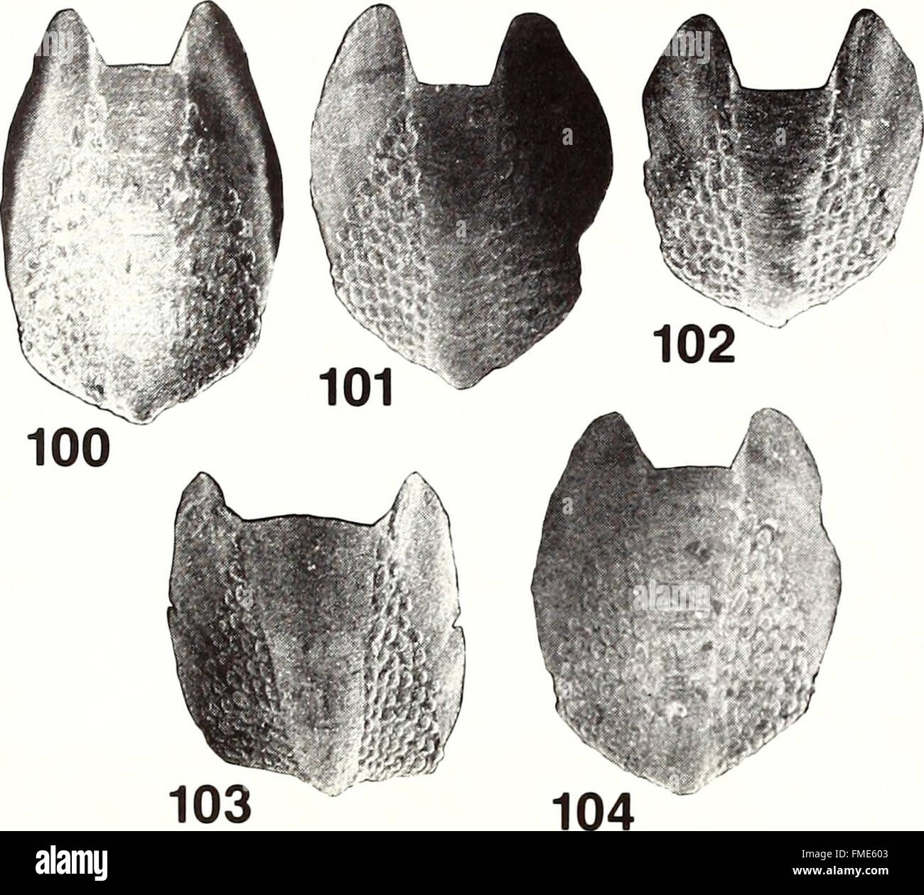 The 1988 issue of the 'American Malacological Bulletin' presents ...