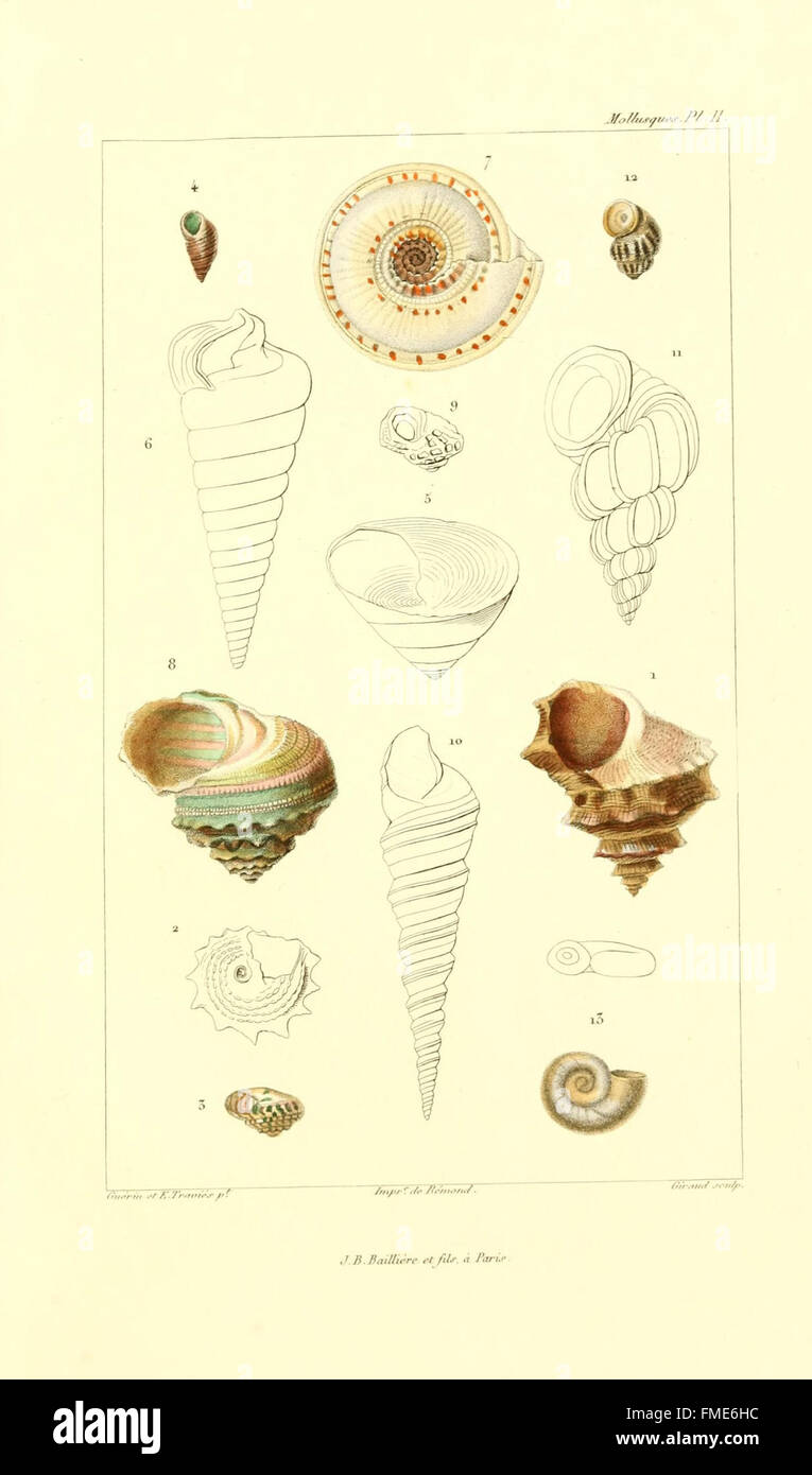 Plate 11 of 'Les Mollusques' presents a detailed study of mollusks ...