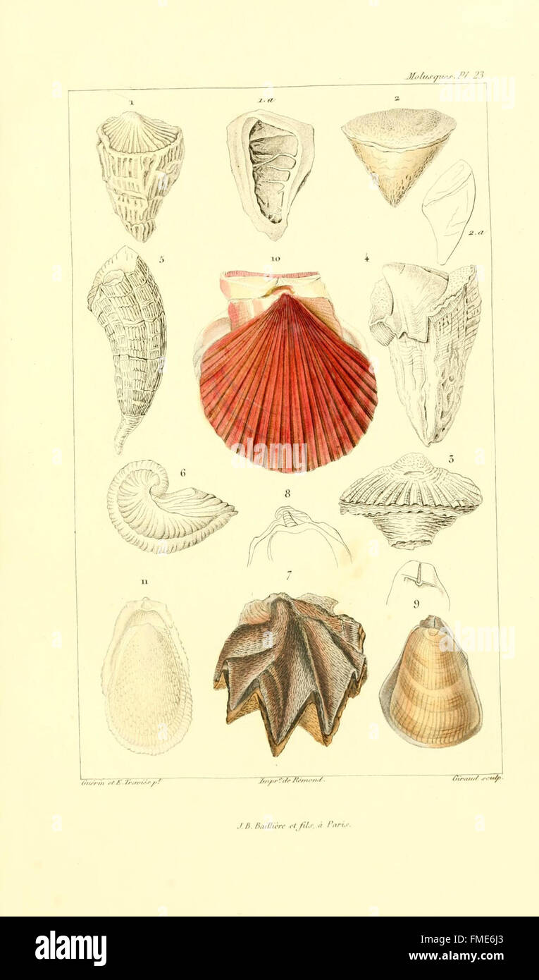 Plate 23 of 'Les Mollusques' illustrates various mollusk species ...