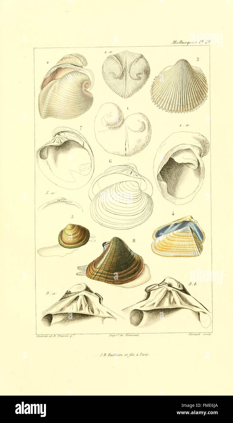 Plate 29 from *Les mollusques* provides detailed illustrations and ...