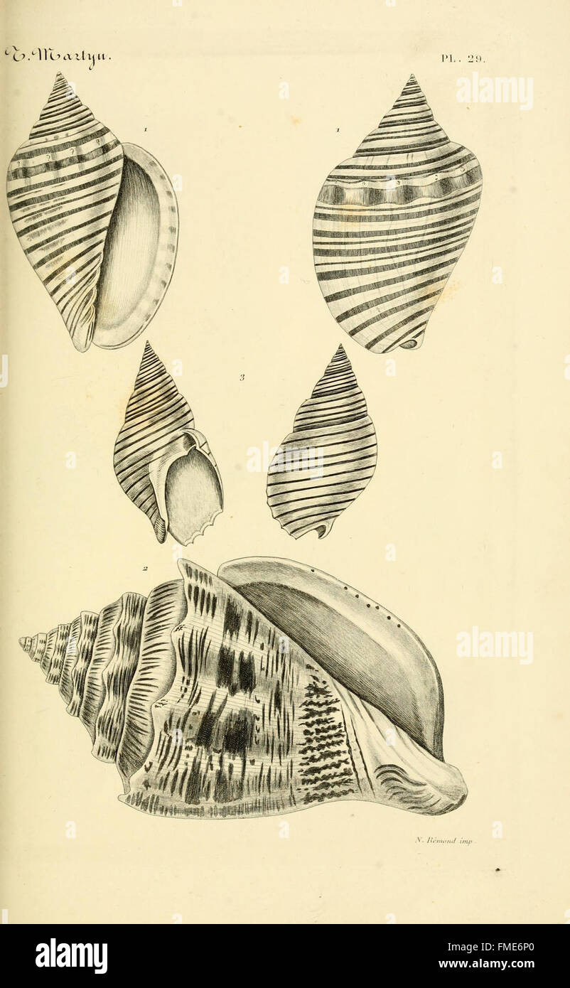 A comprehensive guide to previously unknown shells, collected during ...