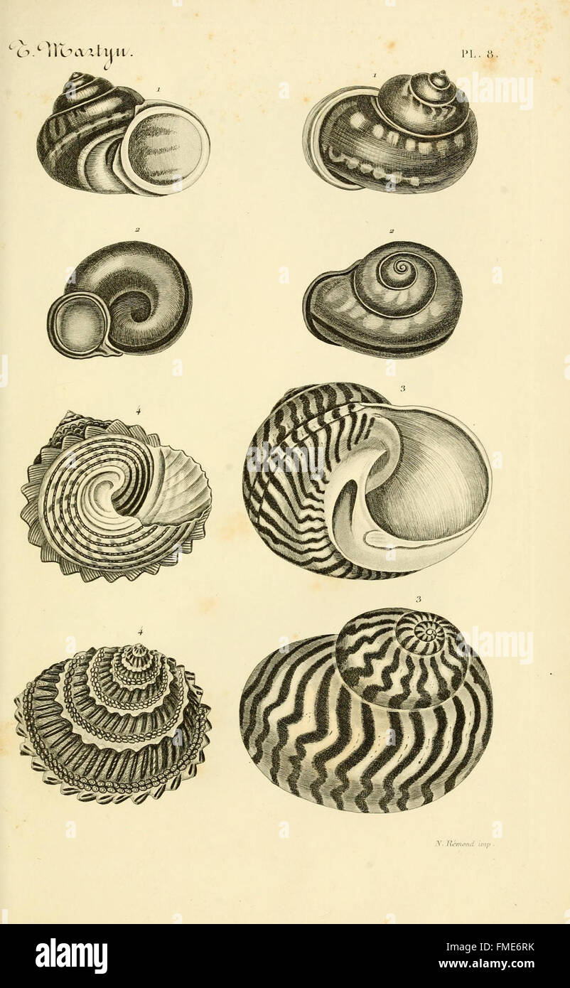 'Le Conchyliologiste Universel' is a comprehensive work on shells ...