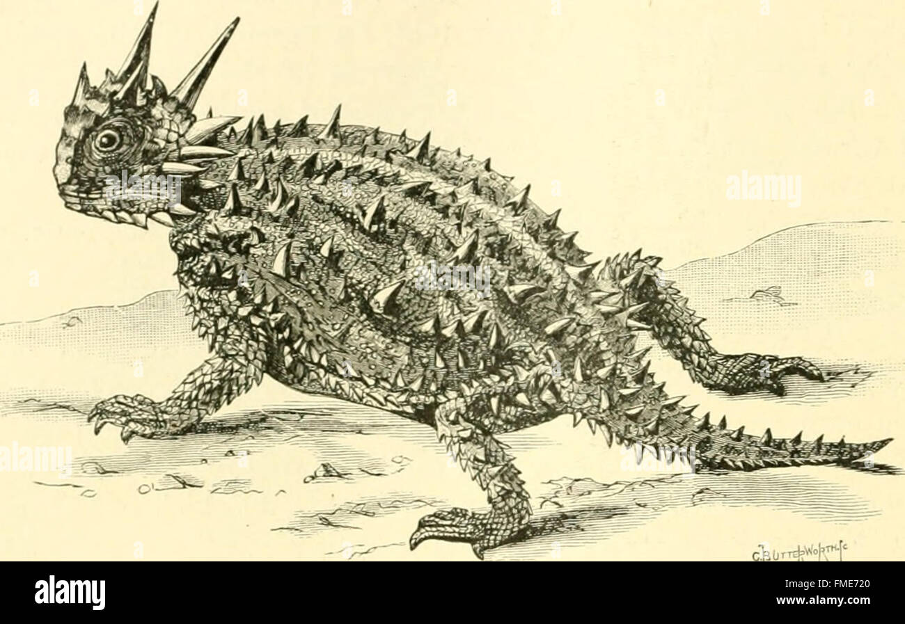 'Amphibia and Reptiles' (1901) explores the anatomy, behavior, and ...