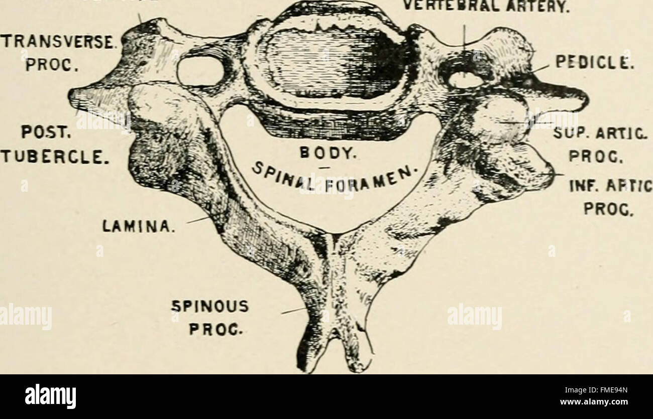 Nut Shell Function 'Anatomy in a Nutshell' (1905) offers a concise overview of human ...