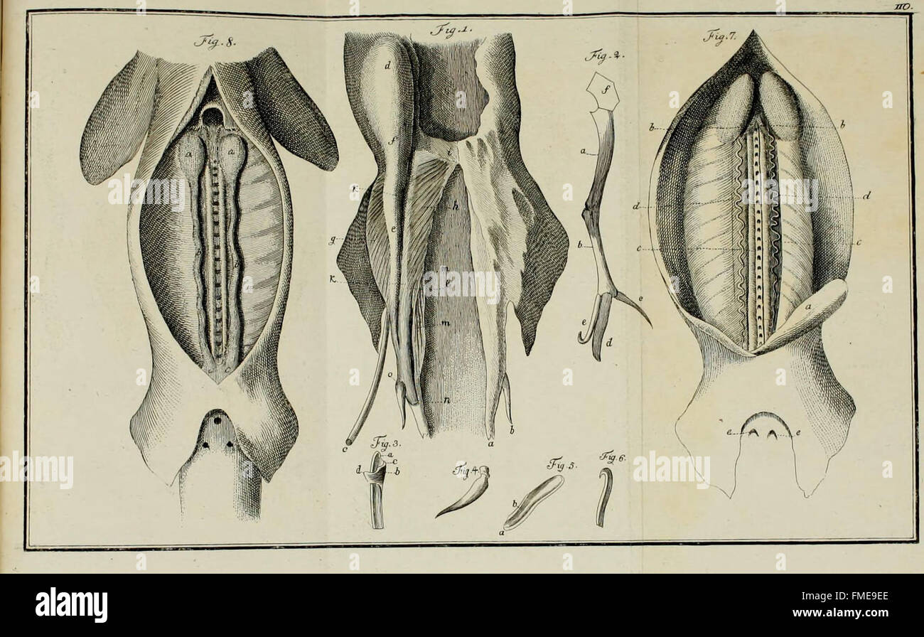 M.E. Blochii ... Systema ichthyologiae iconibus CX illustratum (Plate 110) Stock Photo