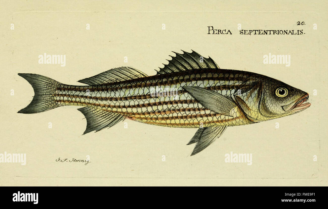 M.E. Blochii ... Systema ichthyologiae iconibus CX illustratum (Plate 20) Stock Photo
