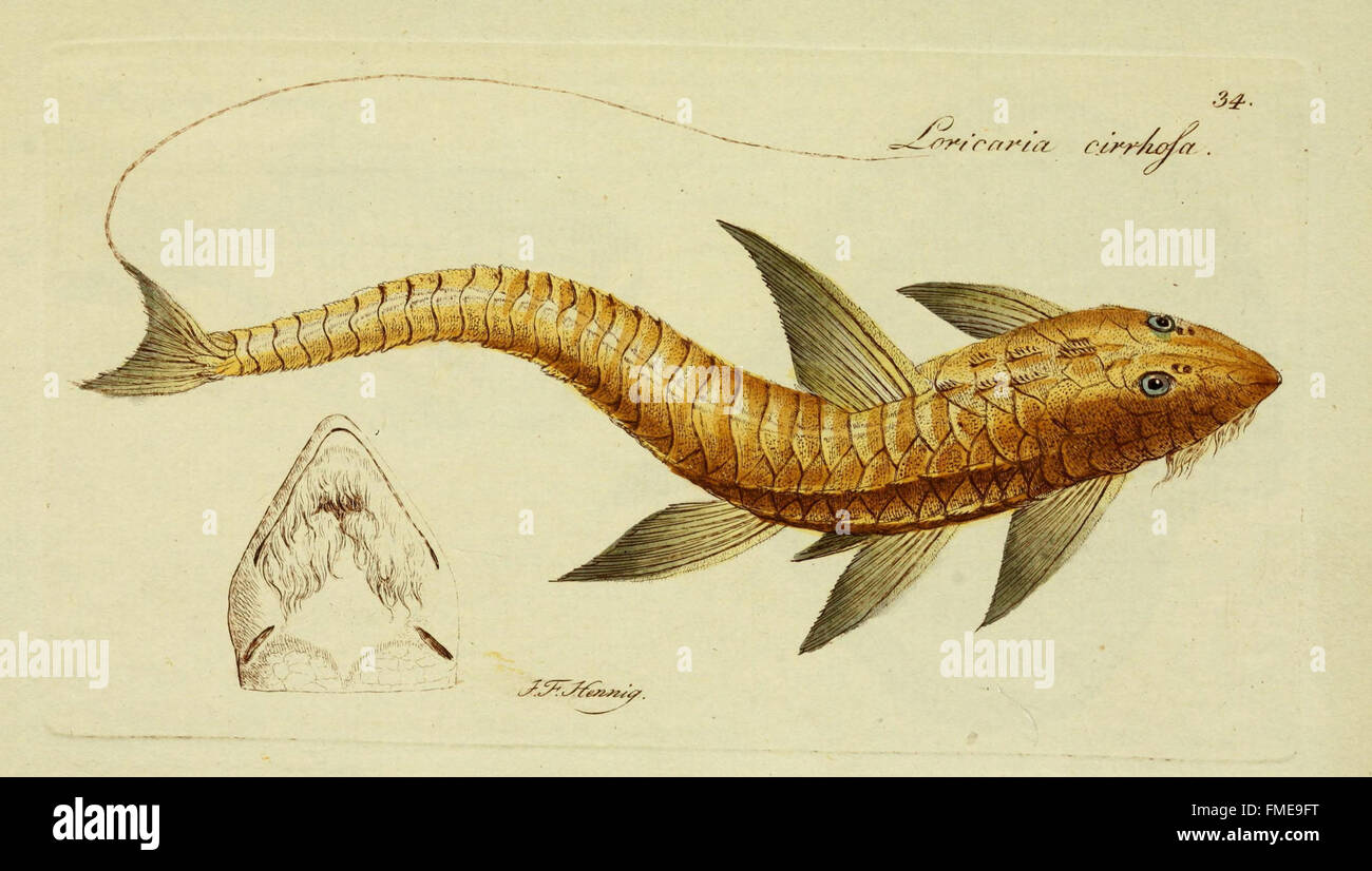 M.E. Blochii ... Systema ichthyologiae iconibus CX illustratum (Plate 34) Stock Photo