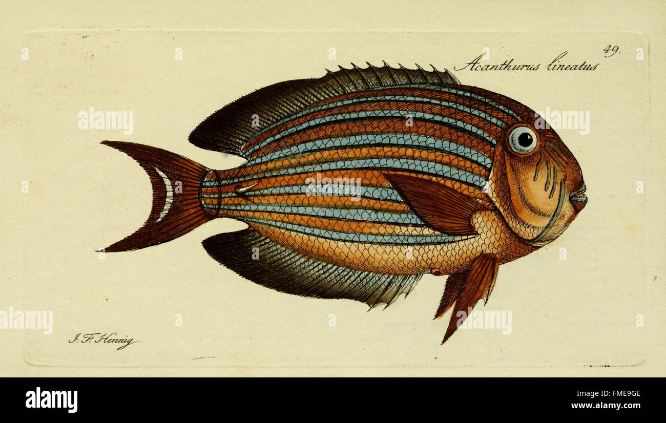 This plate from M.E. Bloch's 'Systema Ichthyologiae' showcases detailed ...
