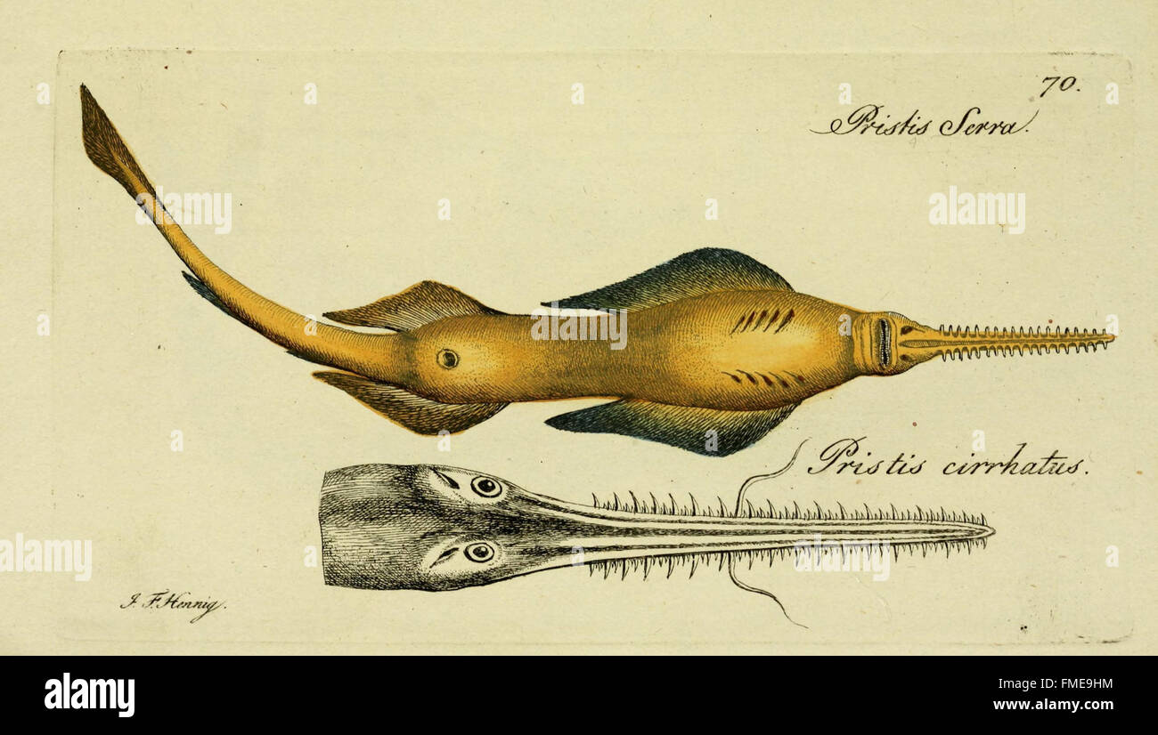 M.E. Blochii ... Systema ichthyologiae iconibus CX illustratum (Plate 70) Stock Photo