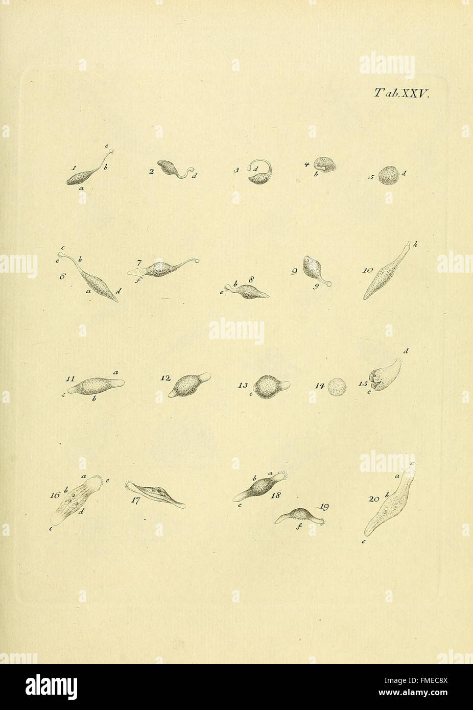 Tab. XXV from 'Animalcula Infusoria Fluviatilia et Marina' illustrates ...