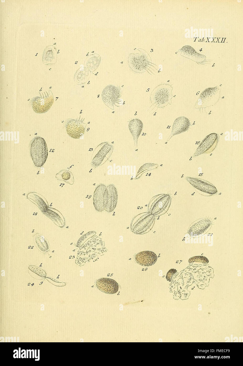 Tab. XXXII from 'Animalcula Infusoria Fluviatilia et Marina' presents ...