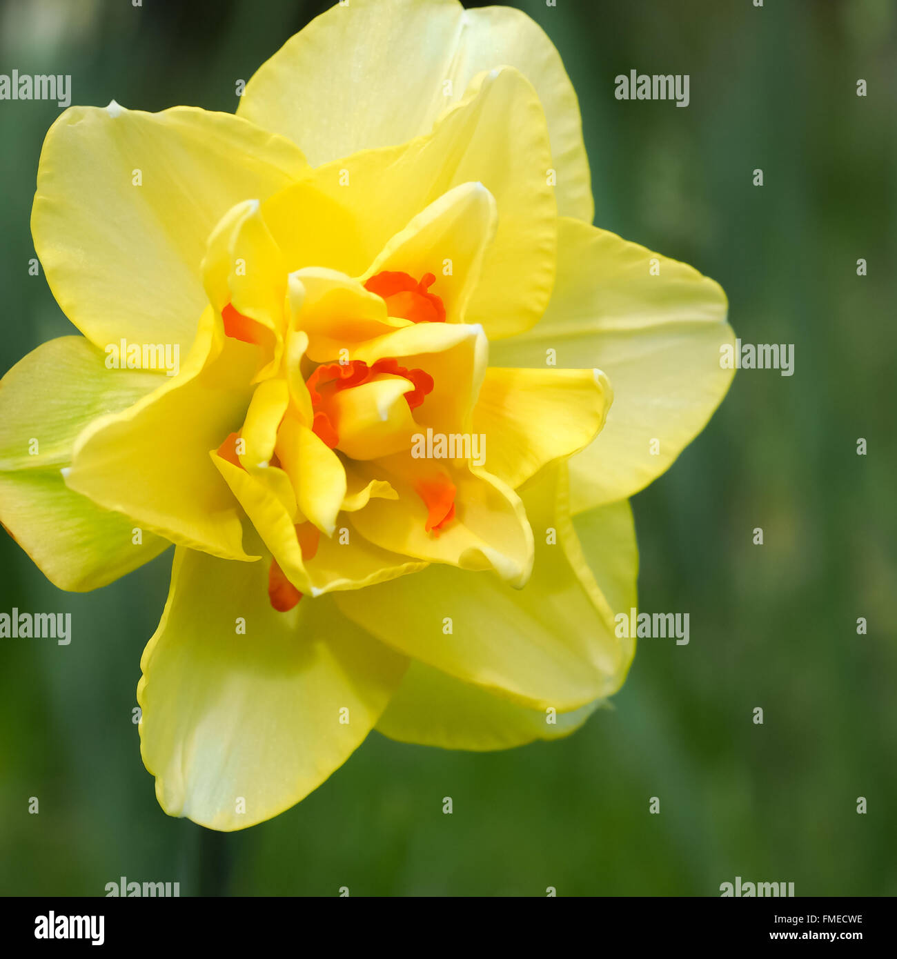 Daffodil Flower Double Yellow Orange Stock Photo