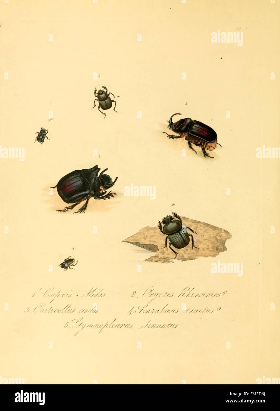 Natural history of the insects of China (Pl. 1) Stock Photo