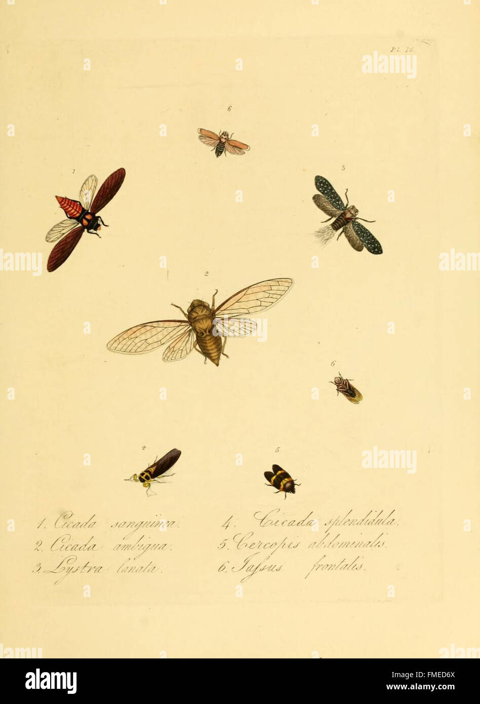 Plate 16 from 'Natural History of the Insects of China' depicts various ...
