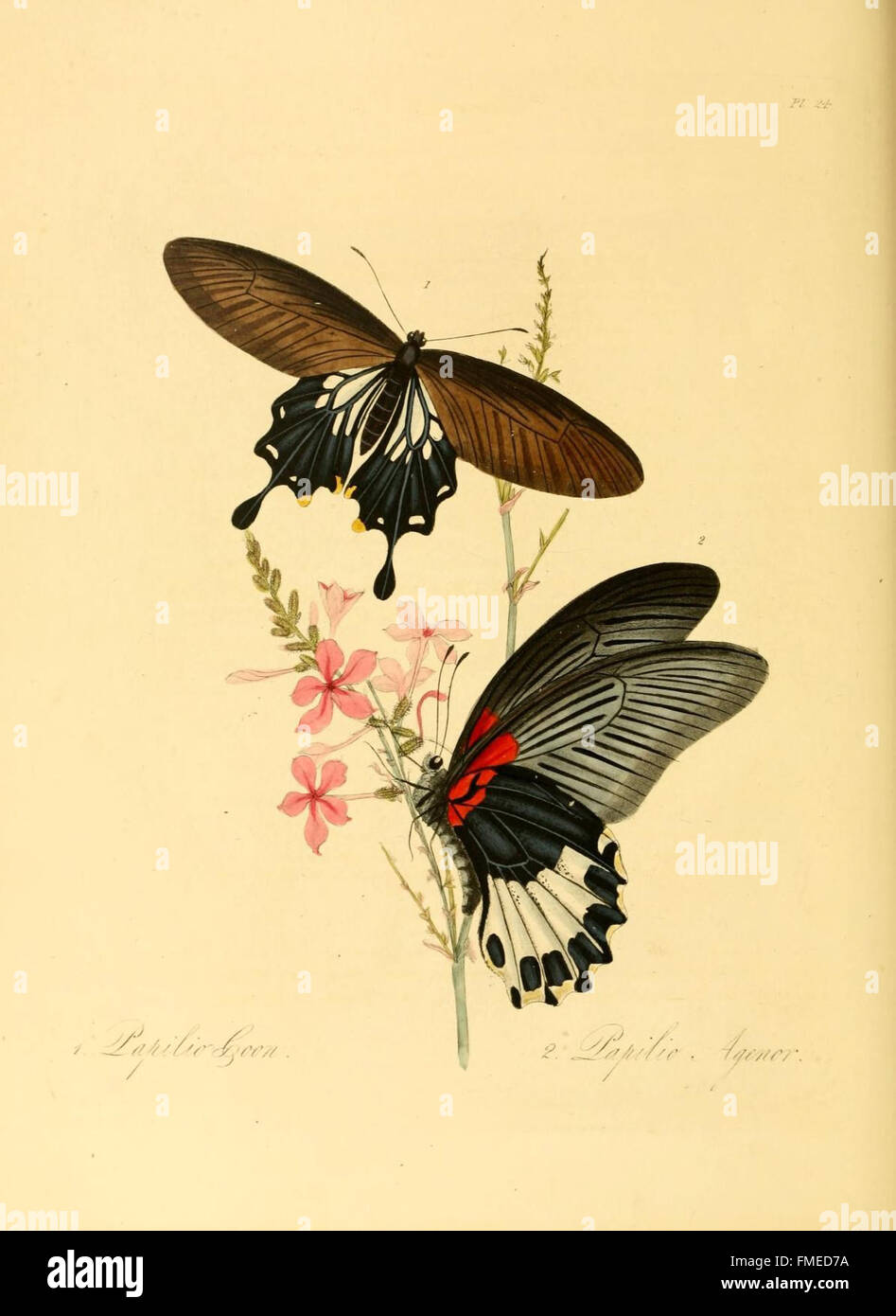 Plate 24 from 'Natural History of the Insects of China' illustrates ...