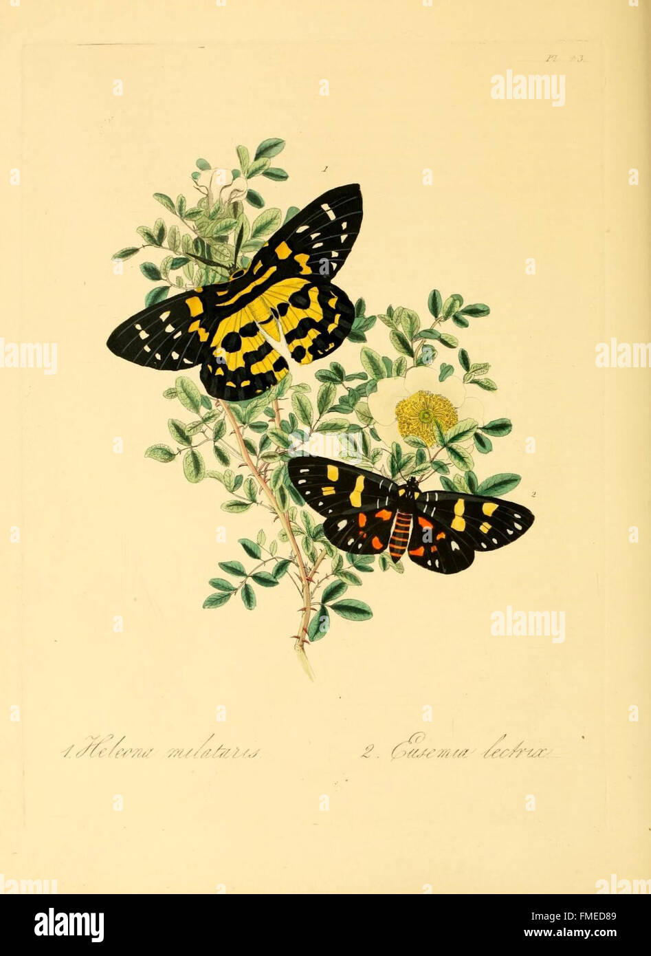 Plate 43 from 'Natural History of the Insects of China' illustrates a ...