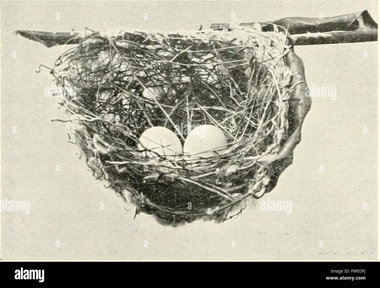 Nests and eggs of birds found breeding in Australia and Tasmania (1901