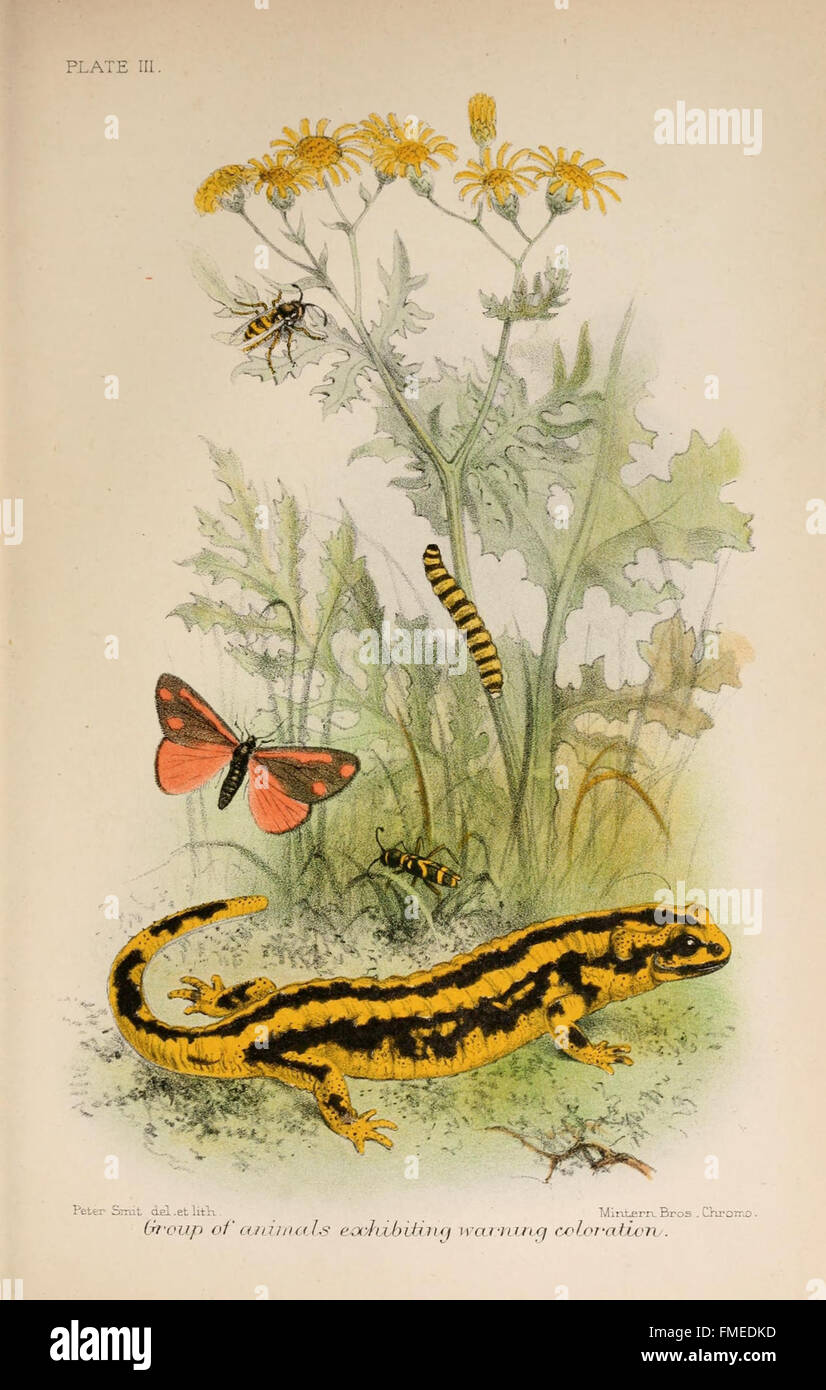 Animal coloration (Plate III Stock Photo Alamy