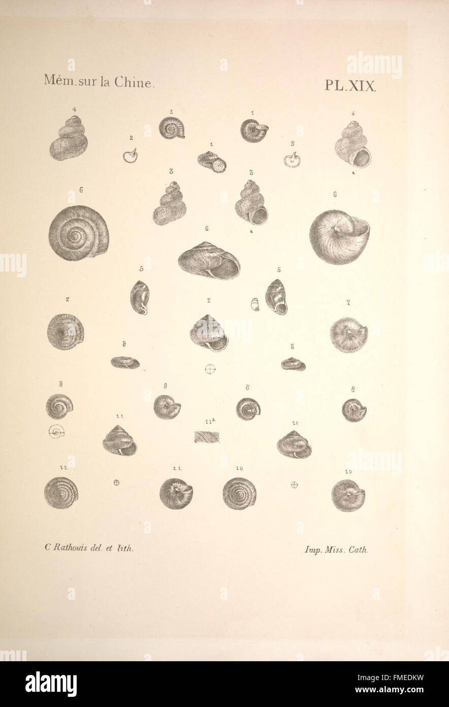 Notes sur les mollusques terrestres de la VallC3A9e du Fleuve Bleu (PL. XIX) Stock Photo