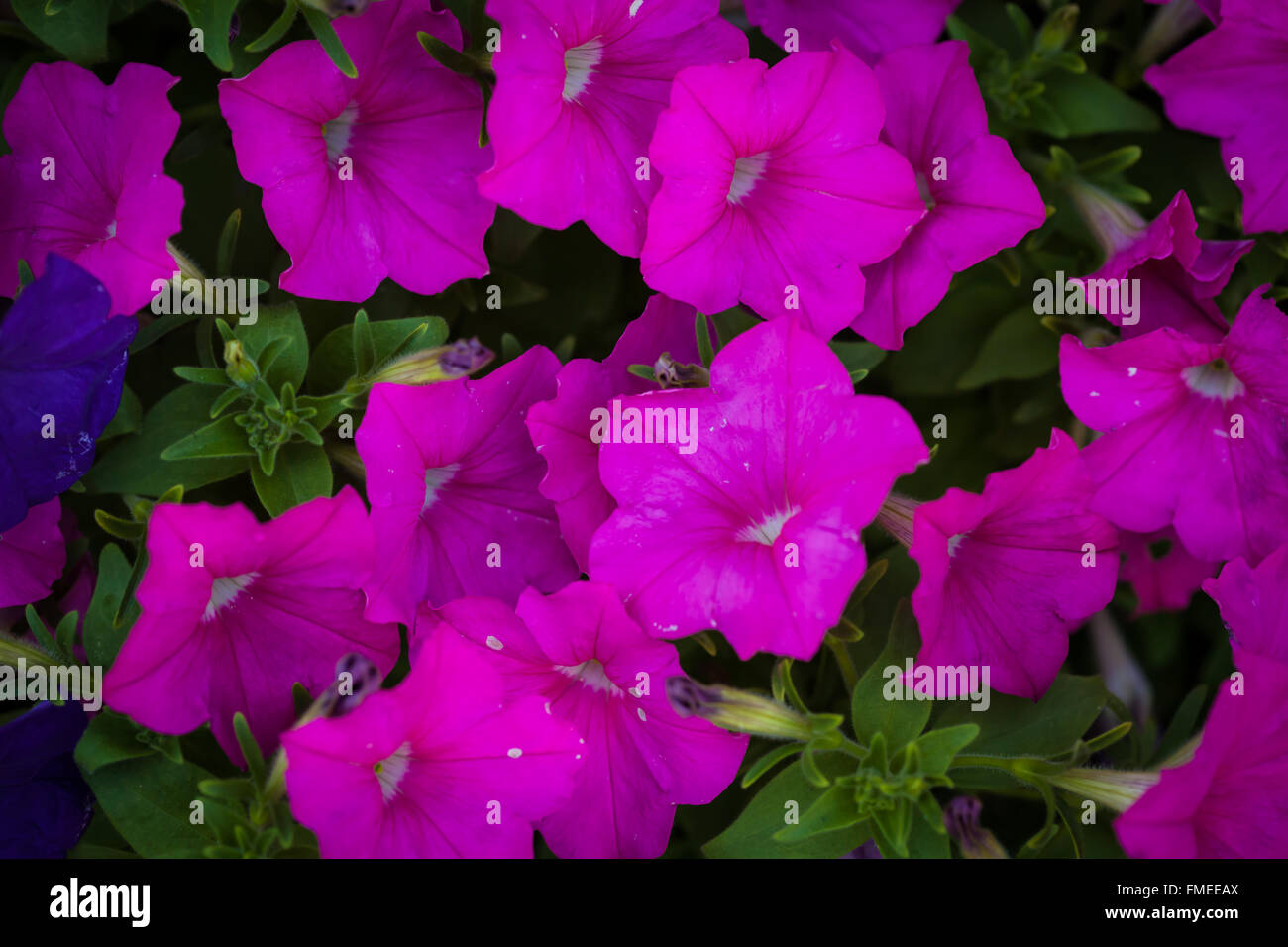 A large group of brightly pink, purple, or magenta colored flowers. Stock Photo